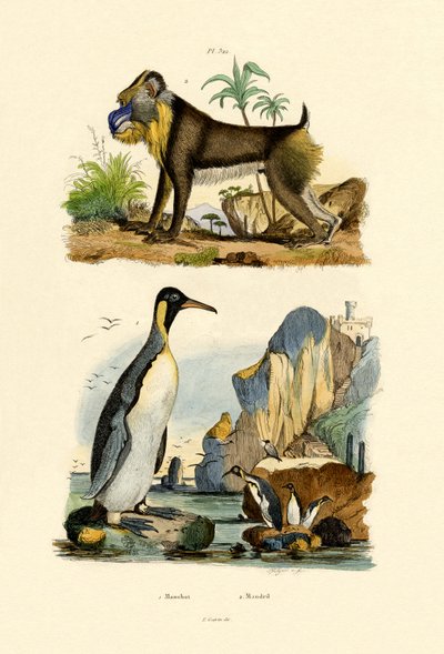 King Penguin by French School